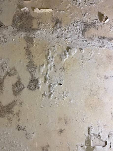 Best Toxic Mold Removal  in Hawaiian Acres, HI